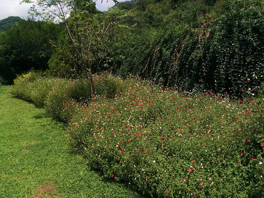Cantero de salvias para Jardín particular (Jujuy 2021)